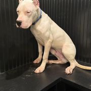 Blue - White Dogo Argentino puppy in Powder Springs, Georgia from Primo Kennels