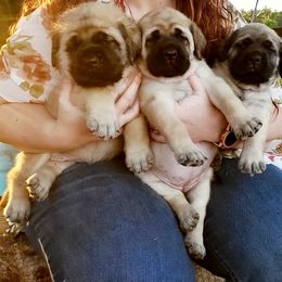 Mastiff Puppies from Majestic Mastiffs of Florida
