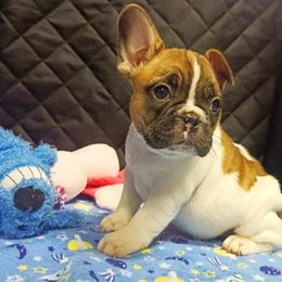 Bichon Frises and French Bulldogs from Michael & Nataliya's Pups