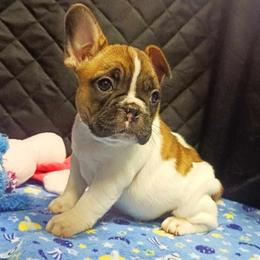 Bichon Frises and French Bulldogs from Michael & Nataliya's Pups