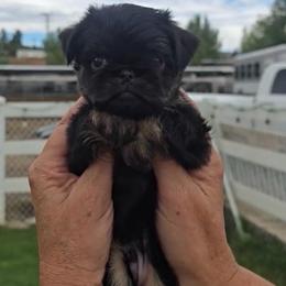 Boy 1 - Belge male Brussels Griffon puppy in Yucaipa, California from Griffs & Giggles Ranch - The Cortez Family