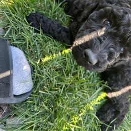 4 - Black male Poodle puppy in Severance, Colorado from Cox's Poodle Pups