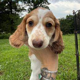 Lacey - Piebald female Dachshund puppy in Mountain Grove, Missouri from Boot Scootin Pups