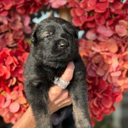 Red Collar Male - Sable male German Shepherd puppy in Louisville, Kentucky from Barrage K9