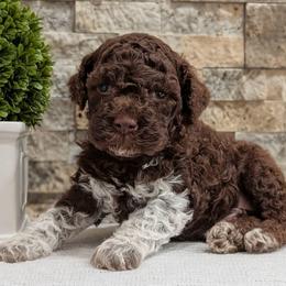 Cosmo - Brown male Lagotto Romagnolo puppy in West Jordan, Utah from Salt Lake Lagotto