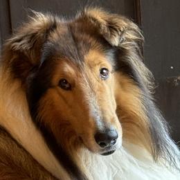Collies and Scottish Collies from Franklin Farm Collies