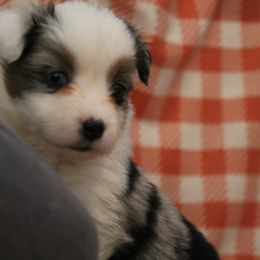 Girl 4 - Blue merle Miniature American Shepherd puppy in Meadows Of Dan, Virginia from Nashira