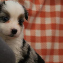 Girl 4 - Blue merle Miniature American Shepherd puppy in Meadows Of Dan, Virginia from Nashira