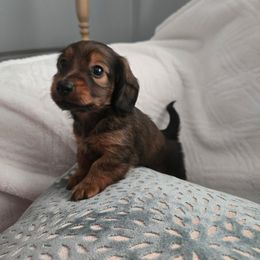Parker - Red male Dachshund puppy in Lincolnton, North Carolina from Oakview Kennels