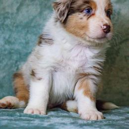 Australian Shepherd Puppies from Lovable Little Aussies