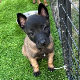 Tan Collar Female - Fawn sable female Belgian Malinois puppy in Boise, Idaho from Wings of Freedom Retrievers and Malinois