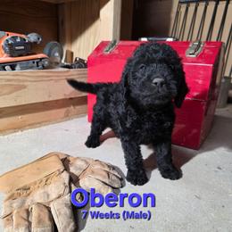 Oberon - Black male Labradoodle puppy in Genoa City, Wisconsin from Sakura Pups