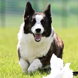 Cardigan Welsh Corgis, Chihuahuas, and Tibetan Spaniels from Improv Tibetan Spaniels and Chihuahuas