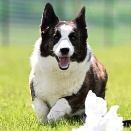 Cardigan Welsh Corgis, Chihuahuas, and Tibetan Spaniels from Improv Tibetan Spaniels and Chihuahuas