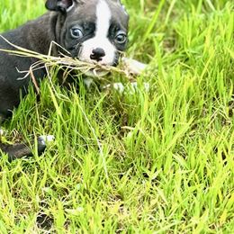 Boston Terrier Puppies from Sara Mason