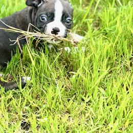 Boston Terrier Puppies from Sara Mason