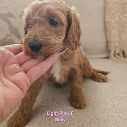 Cockapoo Puppies from Ashley Dedmon