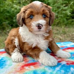 Girl 1 - Red female Aussiedoodle puppy in Hillsboro, Illinois from Perfect Paws Puppies