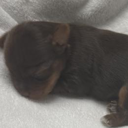 Penny AKC - Chocolate and tan female Yorkshire Terrier puppy in Labelle, Florida from Chocolate and Parti Yorkies in Florida