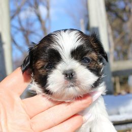 Sapphire - Brindle and white female Shih Tzu puppy in Warren, Michigan from Danielle's Yorkie & Shih Tzu Babies