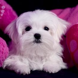 Belle’s Girl 1 (on right) - White female Maltese puppy in Arab, Alabama from Always Maltese