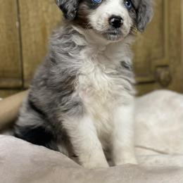 Willow - Blue merle female Aussiedoodle puppy in Vinemont, Alabama from Puppy Pals