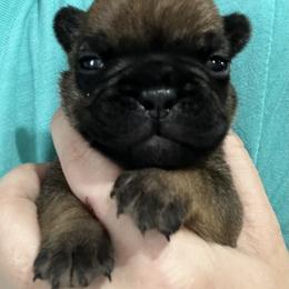 French Bulldog Puppies from 4T Ranch