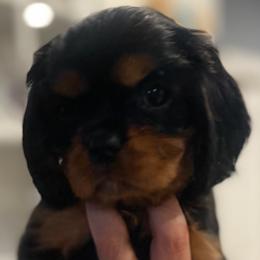 Cavalier King Charles Spaniel Puppies from Crown Jewel Cavaliers