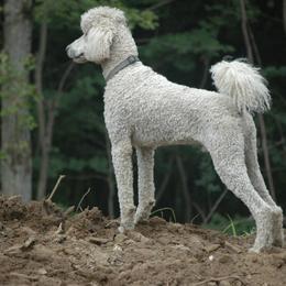 Naz - Poodle