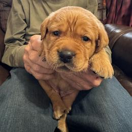 Girl 4 - Yellow female Labrador Retriever puppy in Littlefield, Arizona from Susan Burkey