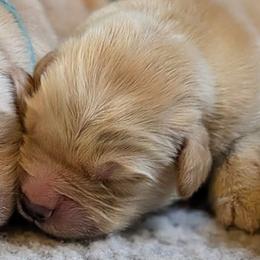 Boy 3 - Golden male Golden Retriever puppy in Kittanning, Pennsylvania from Shadomoon