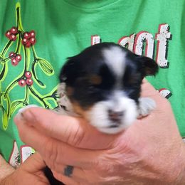 Rico - Chocolate, tan and white male Yorkshire Terrier puppy in Hartford City, Indiana from Dare to Dream Yorkies