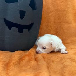 Coco - White male Maltese puppy in Asheville, North Carolina from TCBs Glowing Maltese