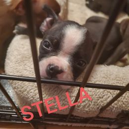 Boston Terrier Puppies from The Christian Bostons