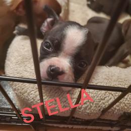 Boston Terrier Puppies from The Christian Bostons