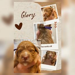 5th Pick - Red  female Goldendoodle puppy in Huntsville, Alabama from Falcon Ridge Doodles