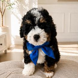 Duke - Tri-color male Bernedoodle puppy in Ormond Beach, Florida from Florida Coast Doodles