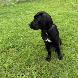 Boy1 - Black male Cane Corso puppy in Granbury, Texas from Revolutions Kennel