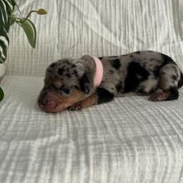 Dachshund Puppies from Mavericks Mini Dachshunds