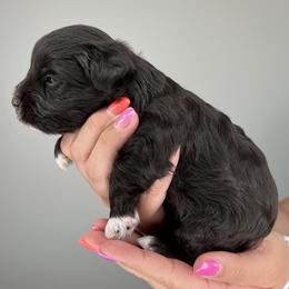 Great Dane and Miniature Schnauzer Puppies from Dog in Mind Danes