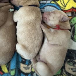 Blue - Yellow male Labrador Retriever puppy in Hartly, Delaware from Triple Threat Labradors
