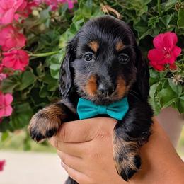 Milo - Black and tan male Dachshund puppy in Danbury, New Hampshire from Maplewood Mountain Farm