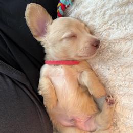 Alex - Cream male Dachshund puppy in Camarillo, California from Golden Ray Dachshunds