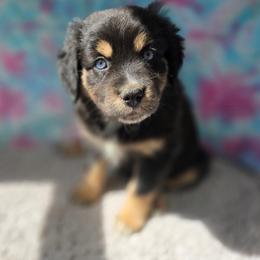 Hera - Black tri female Miniature Australian Shepherd puppy in Church Hill, Tennessee from Hippie Dog Haven