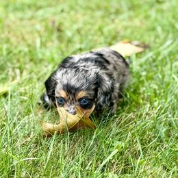 Charlotte - Dapple female Dachshund puppy in Three Rivers, Michigan from Michiana Dachshunds