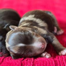 Girl 3 - Red merle female Miniature Australian Shepherd puppy in Paris, Texas from Blue Envy Mini Aussies