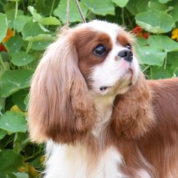 Cavalier King Charles Spaniel and Tibetan Spaniel All Grown Up from Chadwick Cavaliers