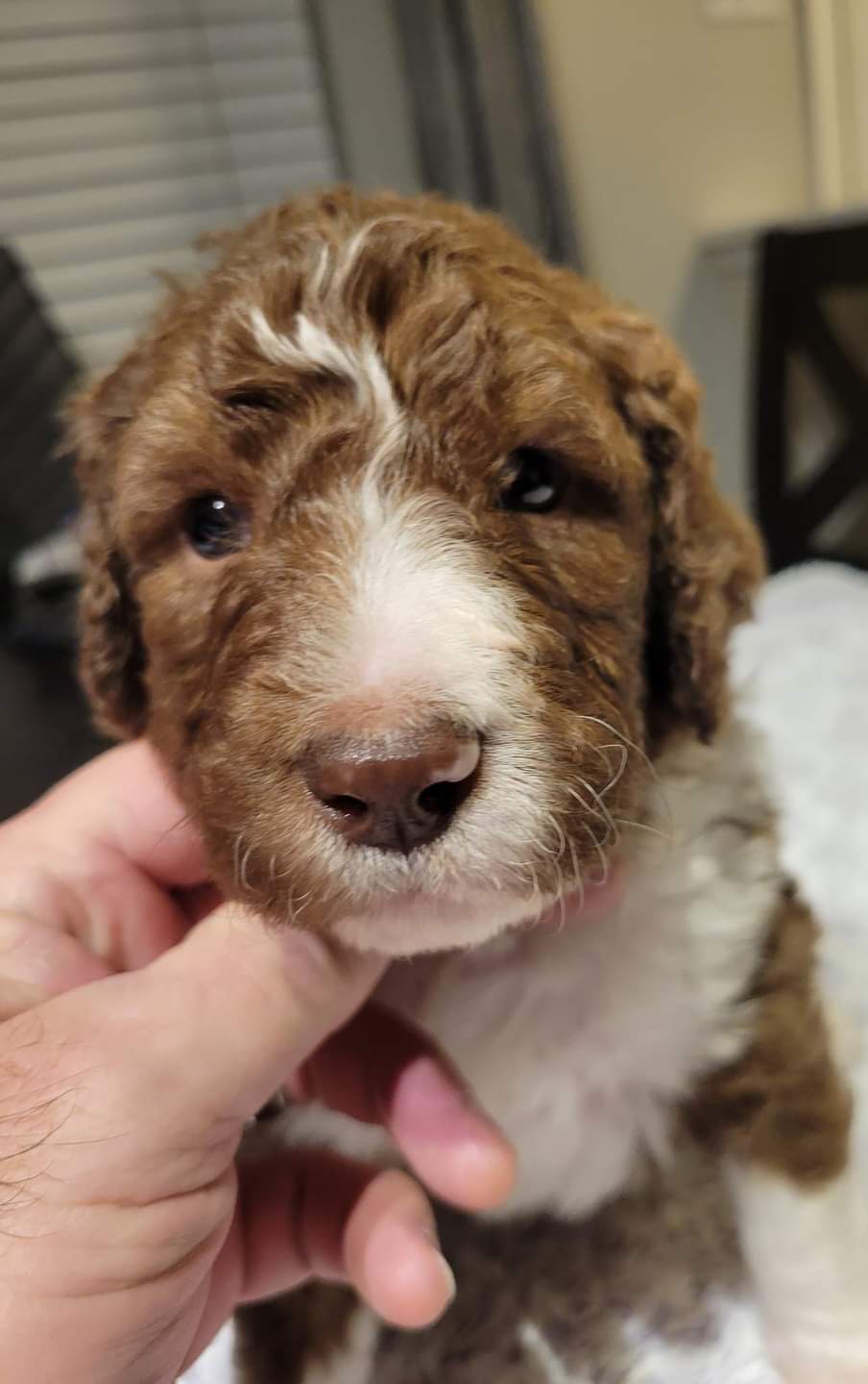 Harry-Green Collar - Sable Bernedoodle puppy in St. Louis, Missouri from St. Louis Doodle Ranch