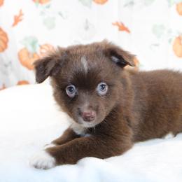 Rusty - Red tri male Toy Australian Shepherd puppy in Bauxite, Arkansas from J & B Mini Aussies