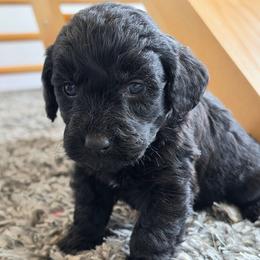 Scout - Black female Goldendoodle puppy in Missouri from Husky Hill Kennel